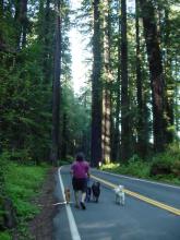 Walking the Dogs, Avenue of the Giants 2004
