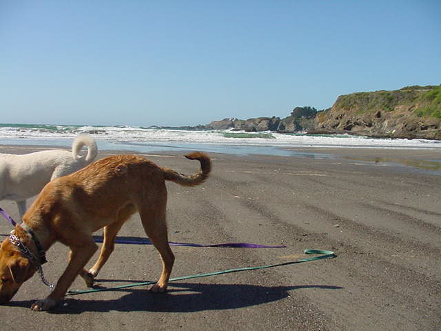 Beach North of Mendicino, 2004