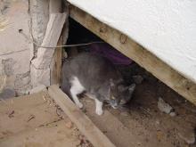 Sammie moved in under the house