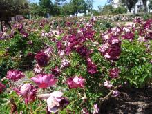Burgundy Iceburg (a rugosa rose)