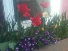 Tulips and Pansies in front window planter 20-apr--2010