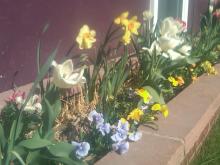 Daffodils, Tulips and Pansies in front window planter 20-apr--2010