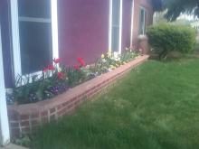 Front brick planter of daffodils, pansies and tulps 20-apr-2010