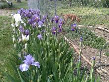 irises fence and vegetable garden