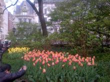 Tulips by the Met in Central Park