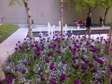 MOMA garden tulips and Paul