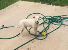 As a puppy Rex chewed hoses