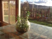 Sun Porch and Terrarium