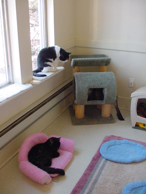 visiting a cat house 