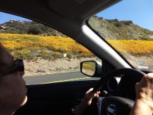 Poppies on side of I-8 headed to the desert