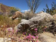 Flowers on Borrego Palm Canyon hike