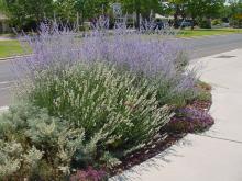 Russian Sage, White Lavender, Artemisia, Germander in the front crescent