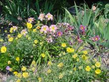 Daylilies and Blanket Flowers