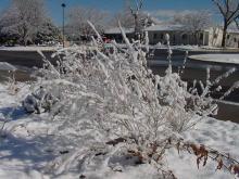 Snowfall in Albuquerque