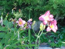 Daylilies, including (right) Lavender Blush