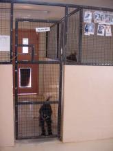 Xena in her indoor room (large outdoor run is throughthe doggie door)