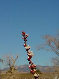CherryBlossoms.JPG
