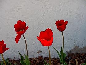 Red Tulips in Back